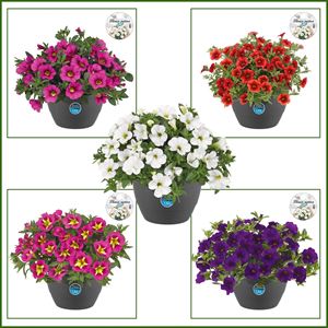 Bild von HP27 o.kl. Calibrachoa Divers